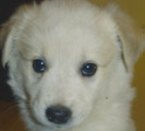 Ash's dog (Eddie).