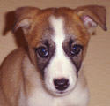 Sara's dog (Emma).